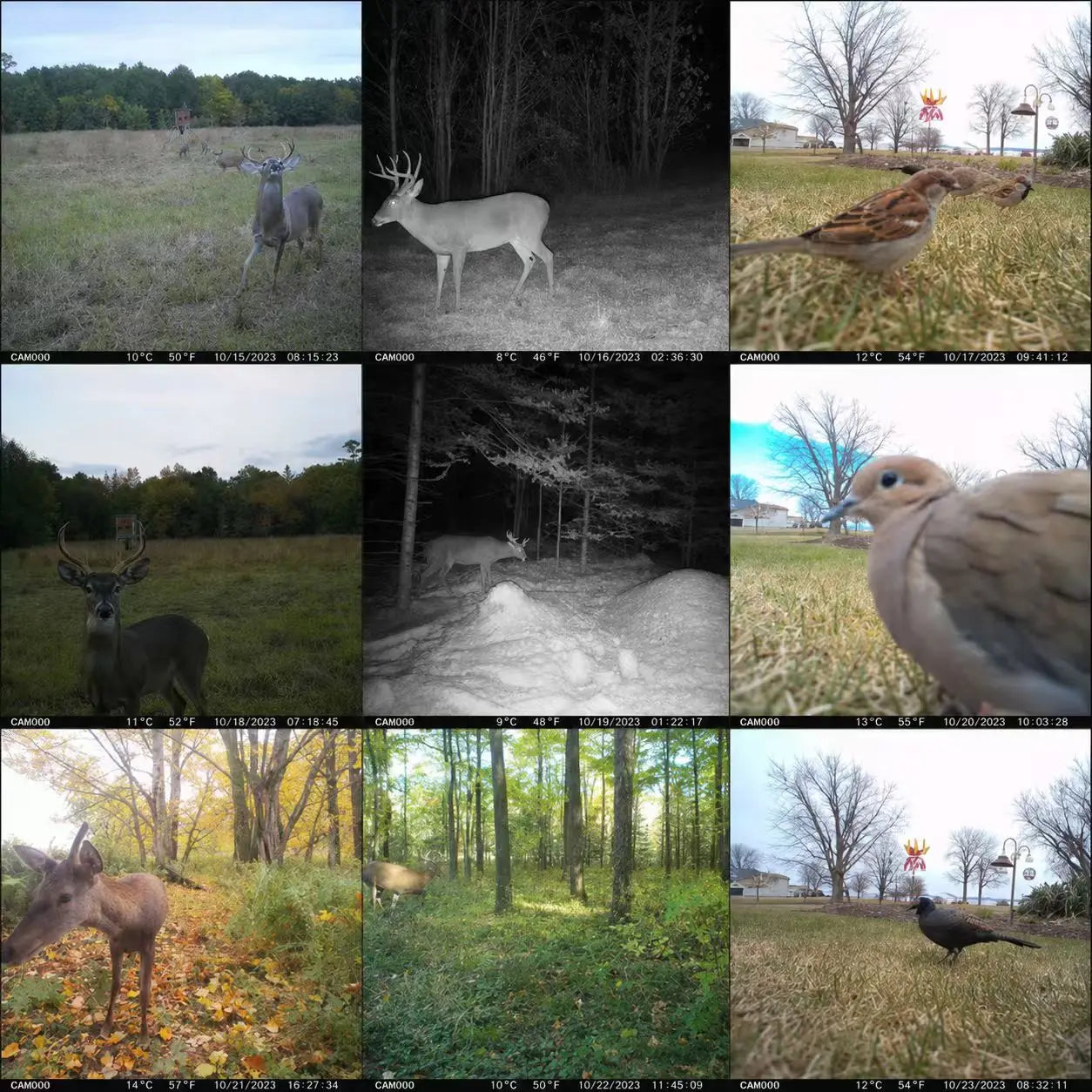 Hunting Camera
