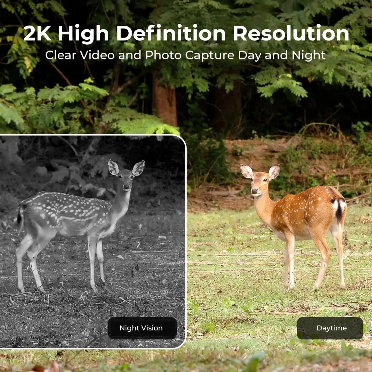 Hunting Camera